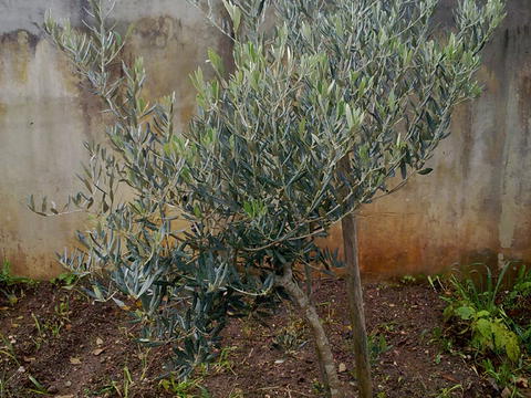 A oliveira uma das nossas árvores.