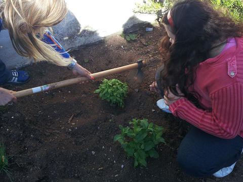 12º Sessão na Horta do Gil(inho) (Fotografia 27)
Transplante das plantas e ervas aromáticas para os canteiros - efetuado pela coordenadora com a colaboração dos alunos do 4ºA.