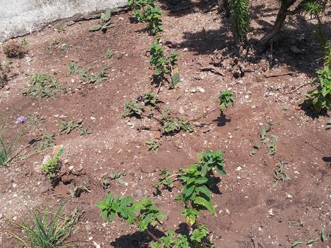 30º Sessão da Horta do Gil(inho) (Fotografia 46)
Imagem do canteiro das plantas/erva aromáticas - com a hortelão, o alecrim e o tomilho.