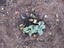 14º Sessão na Horta do Gil(inho)  (Fotografia 33)
Imagem do canteiro com as sementeiras das abóboras.