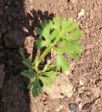15º Sessão Horizontes (Fotografia 19)
Imagem do canteiro com uma das plantas de cenoura semeadas anteriormente.