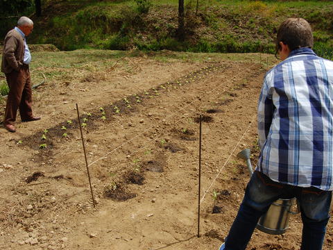 Rega dos tomateiros com supervisão de um dos alunos da Universidade Sénior de Gavião.
