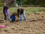 Alunos do pré-escolar, acompanhados pela educadora, a plantarem as primeiras alfaces.