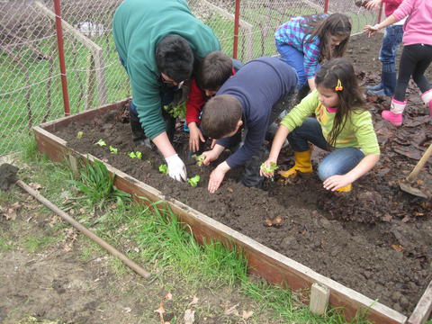 Este ano já plantamos couves, alfaces, cebolo, brócolos e batatas.
