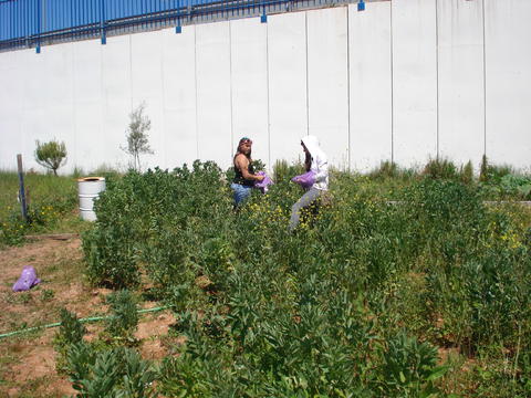 A apanha das favas na horta