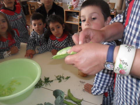 Divulgação das características e forma de preparação do legume fava para confecionar sopa, do projeto 