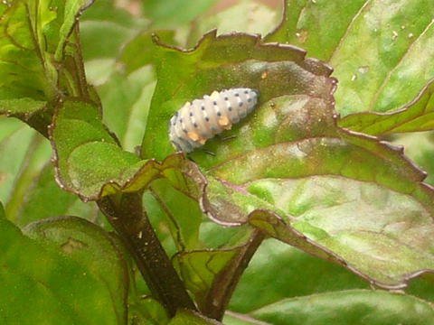 Auxiliares da horta...larvas de joaninha...é um coleóptero!