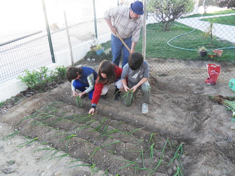 Os alunos também plantaram cebola.
