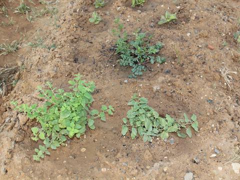 Cultura de erva-cidreira, coentros e alface. A erva-cidreira obteve-se a partir de divisão de raiz, os coentros e a alface a partir de sementeira.