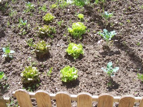 Alguns legumes já começaram a crescer... e a nossa horta está a começar a ficar verdinha...