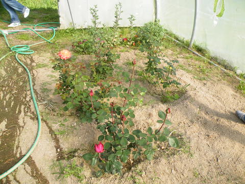 Flores cultivadas na estufa da escola utilizadas para fazer arranjos para as actividades da escola.
