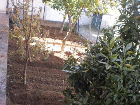 Também plantamos pimentos, alfaces e curgetes. 
Agora não vamos esquecer de regar a horta sempre pela manhã.