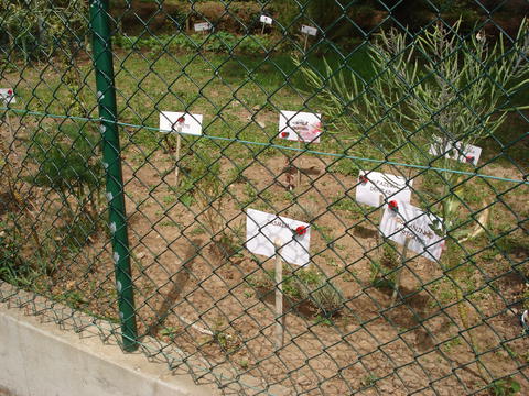 Foram colocadas etiquetas na horta elaboradas pelas crianças do Jardim de Infância