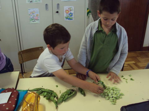 Depois descascamos as favas e as ervilhas para fazermos uma sopa