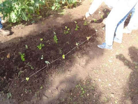 Plantação de couves, alfaces, flores amarelas, salsa e coentros - 4ª fase