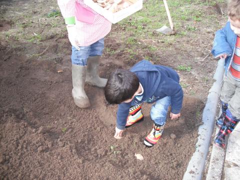 Todos os meninos semearam batatas.