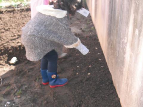 As crianças com ajuda de um adulto semearam um carreiro de favas.