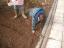 Os meninos com a ajuda de um adulto a semear batata.