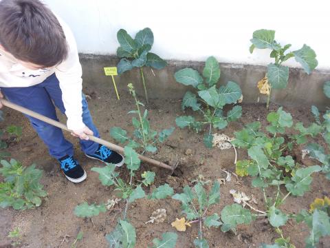 Aluno a plantar couves de bruxelas produzidas na estufa da escola 4