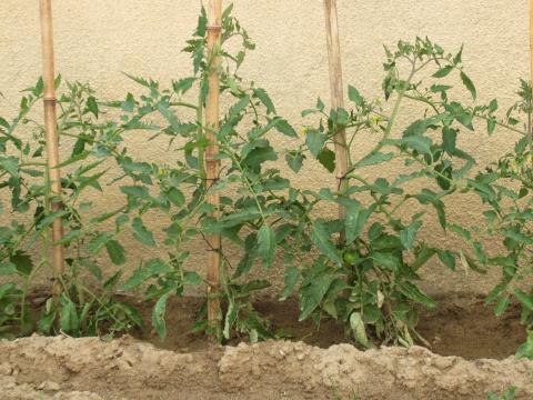 Os tomateiros, que estão a começar a produzir.
