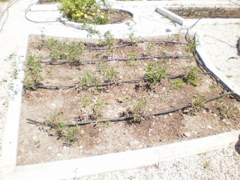 Canteiro de tomateiros na horta