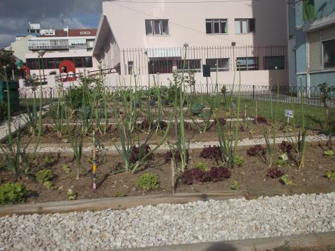 Vista dos canteiros do 1ºciclo com as recentes plantações de alfaces e tomateiros