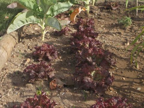 Mais alfaces roxas em fase de crescimento. As crianças adoram quando a salada tem destas alfaces colhidas na nossa Horta!!