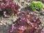 Alfaces roxas plantadas em Abril e alfaces frisadas plantadas no Dia Mundial do Ambiente