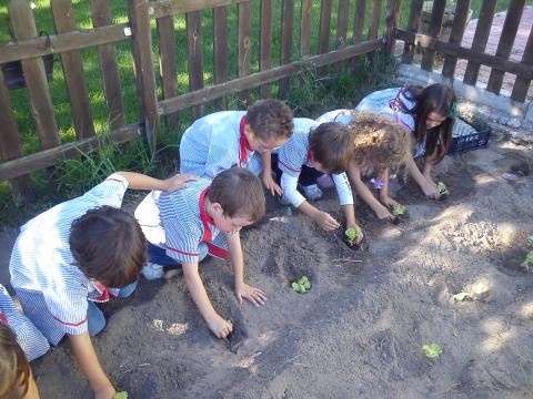 Plantar couves
Cada criança plantou a sua couve na horta.