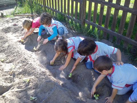 Plantar alfaces
Cada criança plantou a sua alface na horta.