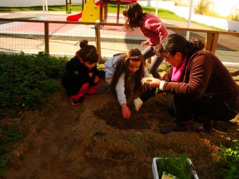 Os alunos do 1.º V foram semear cebolas na horta, depois dos canteiros terem sido definidos.