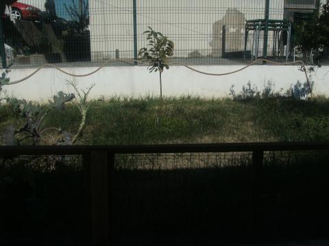 Aspeto inicial da horta em setembro/outubro de 2013 onde estão plantadas a cerejeira sem a definição dos canteiros e cheia de ervas daninhas.