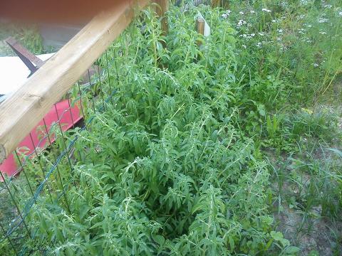 O nosso cantinho das ervas aromáticas está a aumentar cada vez mais. Já temos hortelã, coentros, salsa, etc... Mas quem mais cresceu foi o poejo.