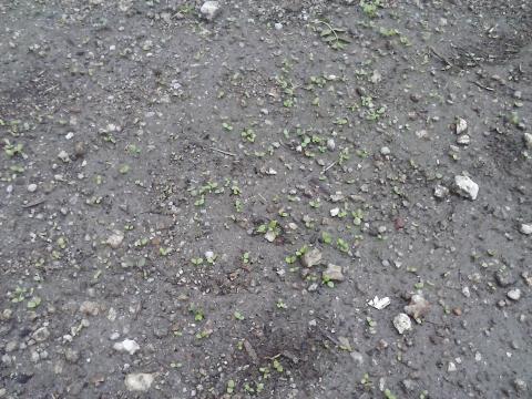 Foto 8 – As nossas maravilhosas alfaces (plantas ao ar livre) a saírem da terra.