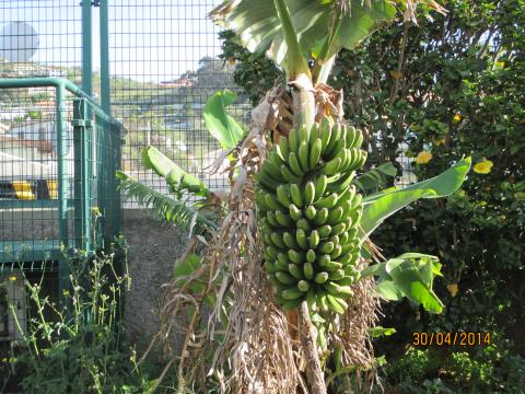 Horta grande- Cacho de bananas pelo 2º ano consecutivo.