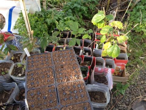 São utilizadas pequenas embalagens para semear as culturas que depois serão plantadas ou vendidas em barraquinhas na escola...