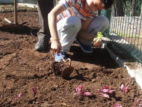 Aluno plantando alface verde.