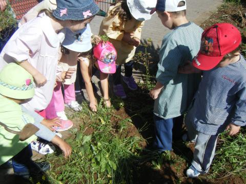Todos os alunos do pré-escolar se juntaram para retirar as ervas daninhas existentes