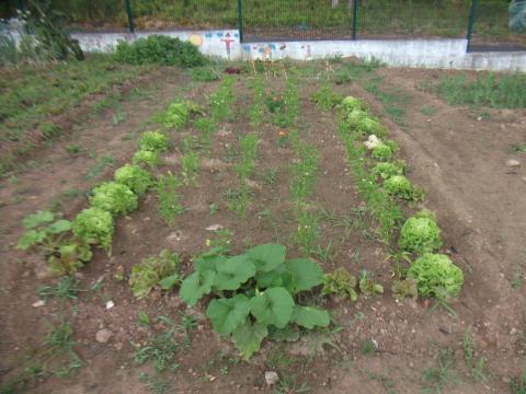 Plantamos alfaces, pimentos e malaguetas. Uma semente de abóbora que deixamos cair também lhes faz companhia.