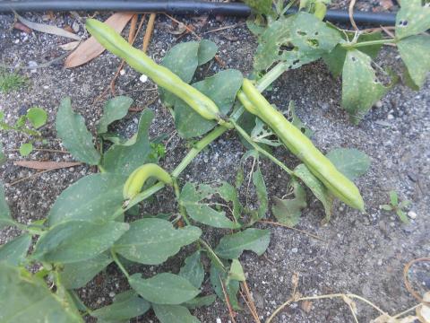 Favas prontas a recolher! Em maio de 2014