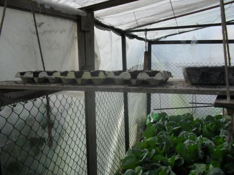 Sementeira de espécies hortícolas para posterior plantação, reutilizando caixas de ovos
