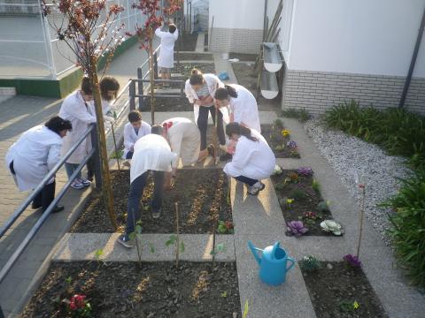 Trabalho de manutenção da horta pelos alunos de 8º ano