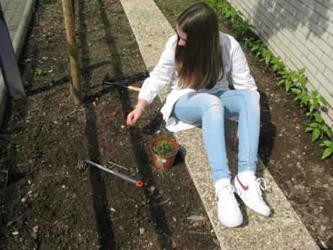 Retirada de ervas infestantes na horta, feita por alunos do 8º ano