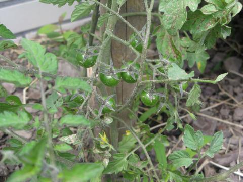 Pormenores do crescimento das plantas - os tomates