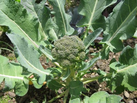 Pormenores do crescimento das plantas - os bróculos