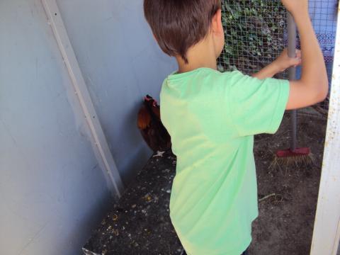 Limpeza e alimentação das galinhas pelos alunos.