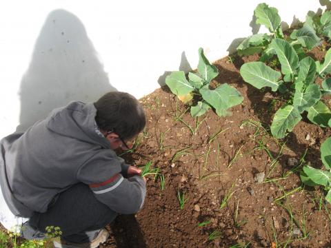 Na nossa horta também plantamos batatas, agora temos que cuidar delas, tirar as ervinhas e regar.