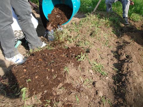 Continuação da colocação do produto do compostor no camalhão da horta, colocando-se posteriormente terra sobre o composto.