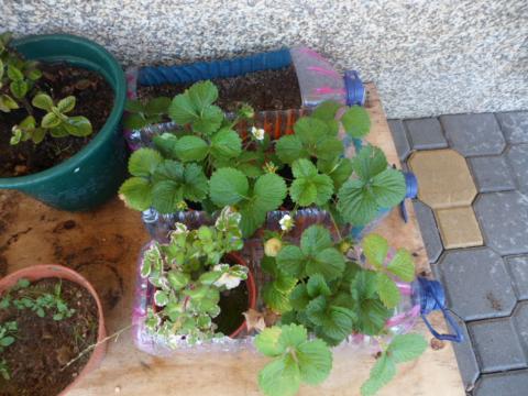 Desenvolvimento de plantas, após cultivo por parte dos alunos.