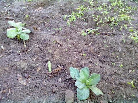 As primeiras germinações. Cultivo de coentros, favas, nabiça.